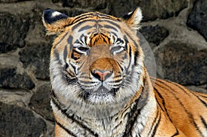 face of a large striped tiger