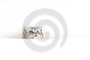 Face of little Scottish Straight kitten peeks out curiously from behind a white background with copy space. Portrait of baby cat