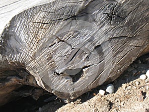Face in a log on the Boise Greenbelt