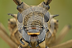 Face of Long-horned beetle
