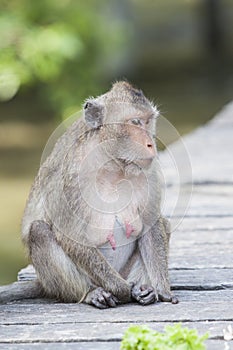 Face of Long-tailed macaque, Crab-eating macaque show nipple br photo