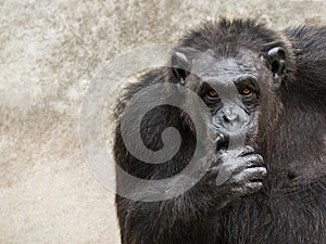 Face of male chimpanzees.