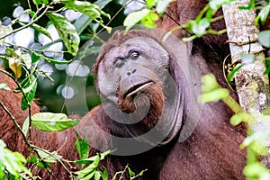 Face of a male flange Orangutan