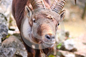 Face of a male ibex, Swiss alpine capra