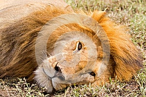 Face of Male lion resting at Serengeti National Park in Tanzania, East Africa