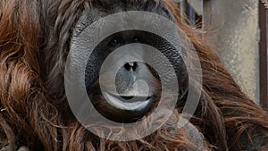Face of male orangutan monkey - Pongo pygmaeus