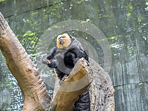 The face of a male White-faced Saki