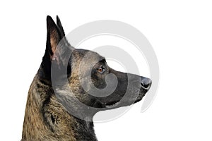 Face of a Malinois Belgian Shepherd dog attentive to orders with a lively and happy look