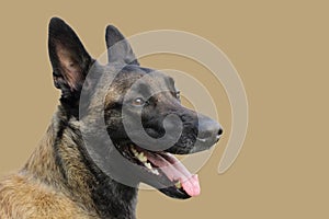 Face of a Malinois Belgian Shepherd dog attentive to orders with a lively and happy look