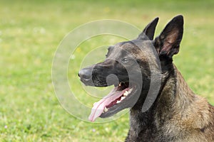 Face of a Malinois Belgian Shepherd dog attentive to orders with a lively and happy look