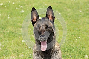 Face of a Malinois Belgian Shepherd dog with a daisy on his head