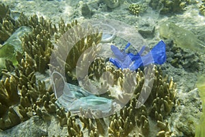 Face masks and plastic debris on bottom in Red Sea. Coronavirus COVID-19 is contributing to pollution, as discarded used masks