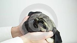 face massage spa to a dog pug breed feeling so comfortable and relaxation. dog sleep and rest with owner.