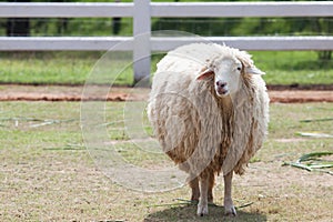 Face of merino sheep in ranch farm use for farm animals and live