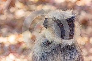 Face of a monkey,Gray langur, Gir Natonal Park, Gujarat, India