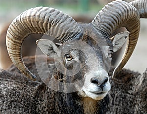Face mouflon