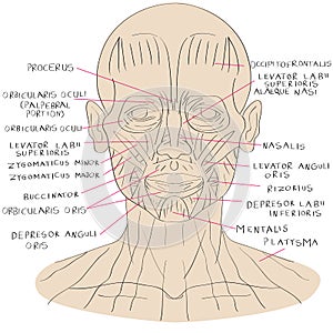 Face muscle color