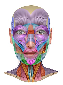 Face muscles info