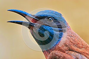 Face of a Northern carmine bee-eater against a blurred background