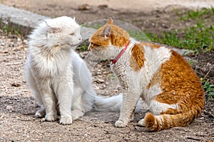 Face-off between two cats