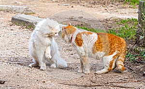 Face-off between two cats
