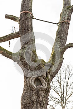 Face in old tree with caracter stem photo