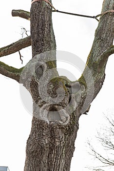 Face in old tree with caracter stem