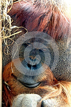 Face of Orangutan