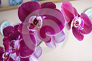 Face of an Orchid reaching from it`s branch