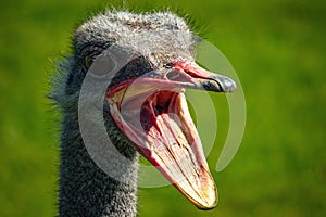 Face of an ostrich with its mouth open wide against a blurry green background