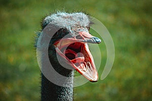 Face of an ostrich with mouth open wide against a blurred background