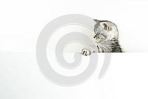 Face and paw of little Scottish Straight kitten peeks out playfully from behind a white background with copy space. Portrait of a