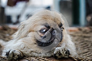 Face of Pekingese or lion dog