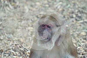 The Face of Pig-tailed Macaque