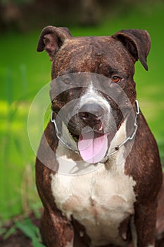 Face of Pitbull dog