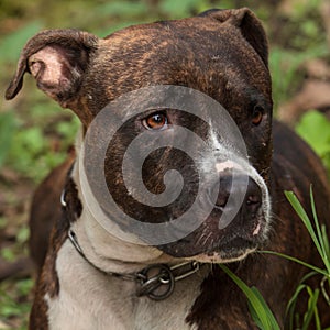 Face of Pitbull dog