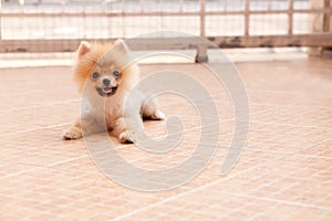 Face of pomeranian dog in home garden