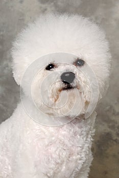 Face of poodle dog