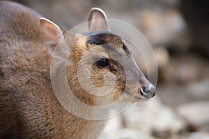 Face portrait of an adult female of muntjac deer