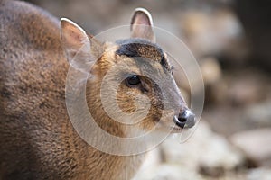 Face portrait of an adult female of muntjac deer