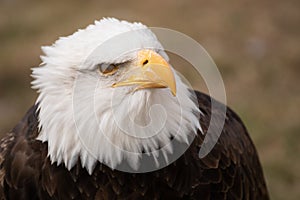 Face portrait of an American bald eagle blinking