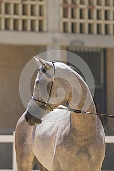 Face portrait of an arabian stallion