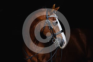 Face portrait of a bay horse looking back isolated on black background
