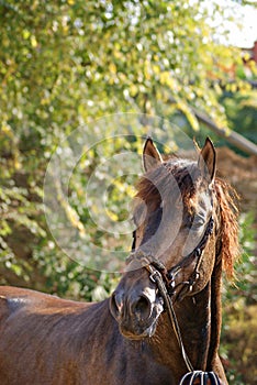 Face portrait of a beautiful buckskin spanish stallion