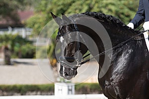 Face portrait of a belgian horse in a dressage competition