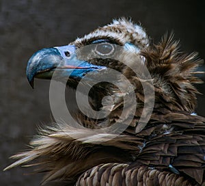 Face portrait of a black cinereous vulture Aegypius monachus