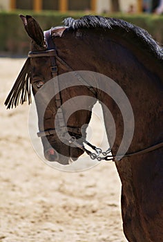 Face portrait of a black crossbred horse in Doma Vaquera in Spain