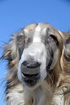 Face portrait of a borzoi dog