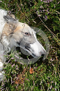 Face portrait of a borzoi`s long face resting in blooming heather
