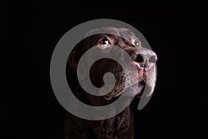 Face portrait of brown chocolate labrador retriever dog isolated on black background. Dog face close up